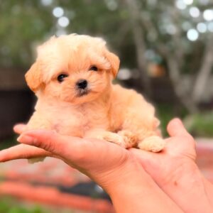Mini Maltipoo Pup Reutje – Matt | Extra klein | Stamboom | Verwacht ±1 kg | Geboren 25-05-2026