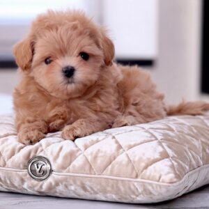Maltipoo Pup Reutje – Mister | Reu | Stamboom | Verwacht 2 kg | Geboren 10-06-2026