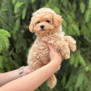 Maltipoo Pup Reutje – Baby Dylan | Caramel met Witte Aftekeningen | Stamboom | Verwacht 3,2–3,8 kg | Geboren 30-03-2026