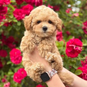 Maltipoo Pup Reutje – Handsome Albert | Caramel | Stamboom | Verwacht 2,8–3,4 kg | Geboren 30-03-2026