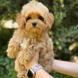 Maltipoo Pup – Gorgeous Samira Teefje | Caramel met Witte Aftekeningen | Stamboom | Verwacht 2–2,8 kg | Geboren 12-04-2026