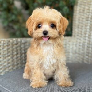 Maltipoo Pup Teefje – Baby Sevilla | Caramel met Witte Aftekeningen | Stamboom | Verwacht 2–2,8 kg | Geboren 12-04-2026