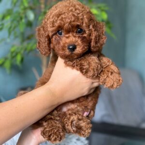 Toy Poodle Pup Reutje – Professor | Roodbruin | Stamboom | Verwacht 4–4,6 kg | Geboren 01-06-2026