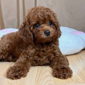 Toy Poodle Pup Teefje – Gorgeous Tokyo | Roodbruin | Stamboom | Verwacht 2,8–3,4 kg | Geboren 01-06-2026