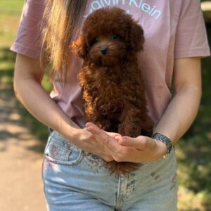 Toy Poodle Pup Teefje – Kuromi | Roodbruin | Stamboom | Verwacht 1,8–2,4 kg | Geboren 15-05-2026