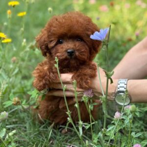 Toy Poodle Pup Teefje – Gorgeous Alexa | Roodbruin | Stamboom | Verwacht 2,2–2,8 kg | Geboren 15-05-2026