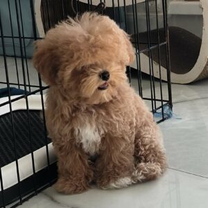 Maltipoo F1 Pup Teefje – Alena | Teefje | Verwacht 20 cm & 2 kg | Stamboom | Geboren 02-06-2026