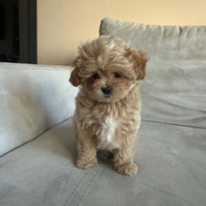 Maltipoo Pup Teefje – Esther | Cappuccino | Koreaans Bloed | Verwacht 2 kg | Geboren 08-07-2026