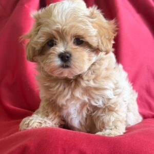 Maltipoo Pup Teefje – Elsa | Cappuccino | Koreaans Bloed | Verwacht 2 kg | Geboren 08-07-2026