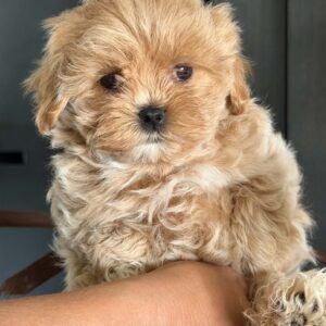 Maltipoo Pup Reutje – Elias | Cappuccino | Koreaans Bloed | Verwacht 2 kg | Geboren 08-07-2026