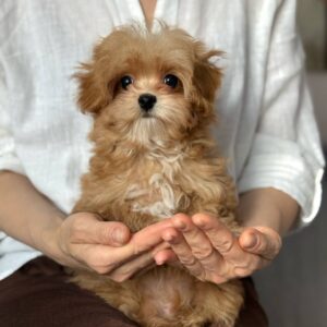Maltipoo Pup Reutje – Baby Chups | Caramel & White | Stamboom | Verwacht 2–2,5 kg