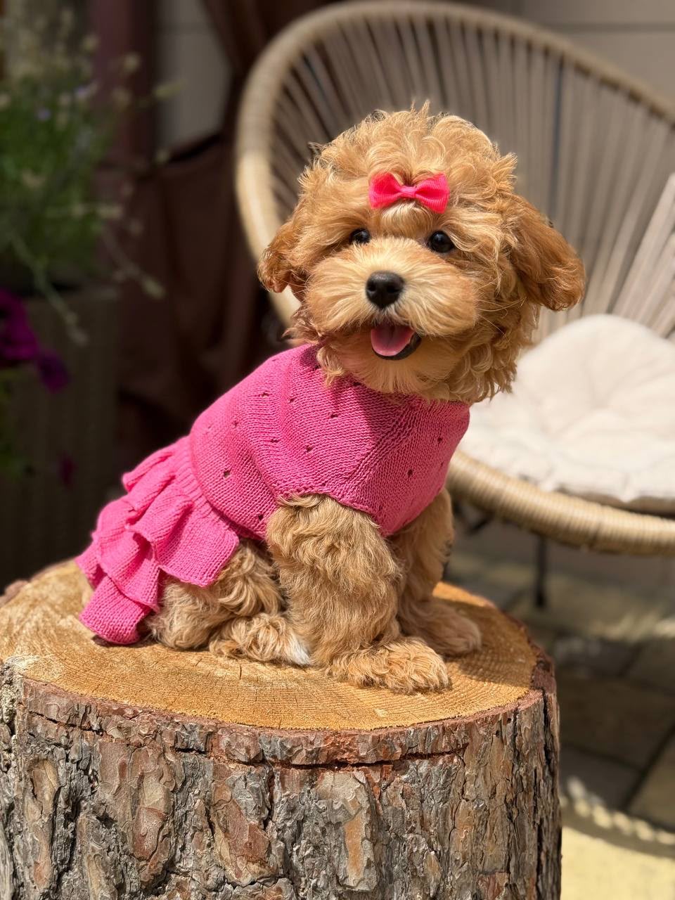 Maltipoo teefje – Beverly | Caramel | Stamboom | Verwacht ±3,2 - 3,8kg | Geboren 30-04-2026 - Afbeelding 3