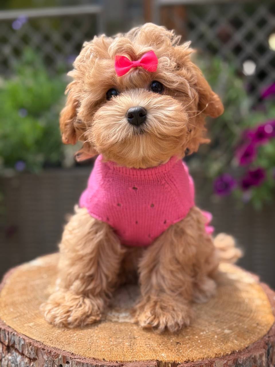 Maltipoo teefje – Beverly | Caramel | Stamboom | Verwacht ±3,2 - 3,8kg | Geboren 30-04-2026 - Afbeelding 4