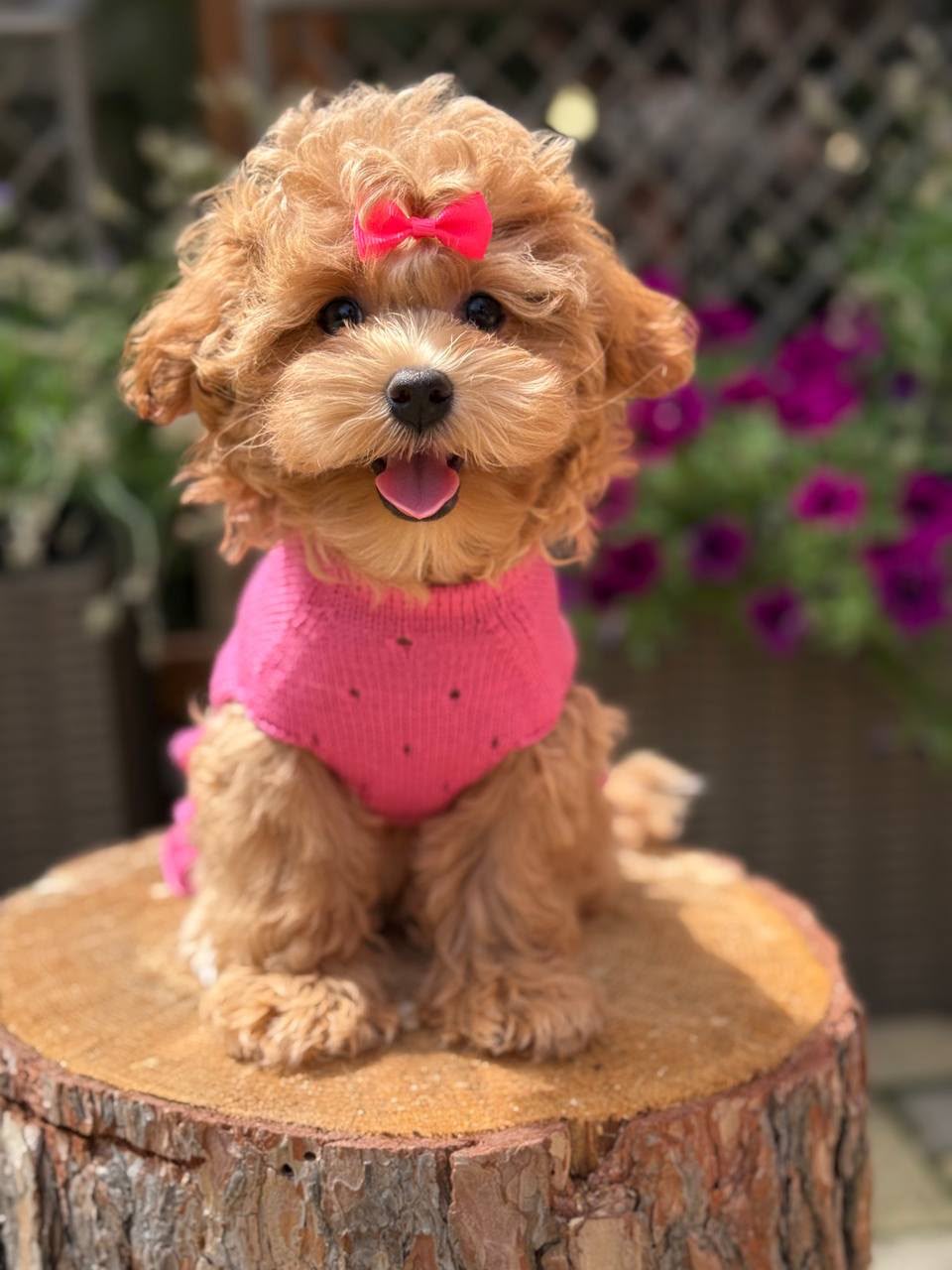 Maltipoo teefje – Beverly | Caramel | Stamboom | Verwacht ±3,2 - 3,8kg | Geboren 30-04-2026 - Afbeelding 2