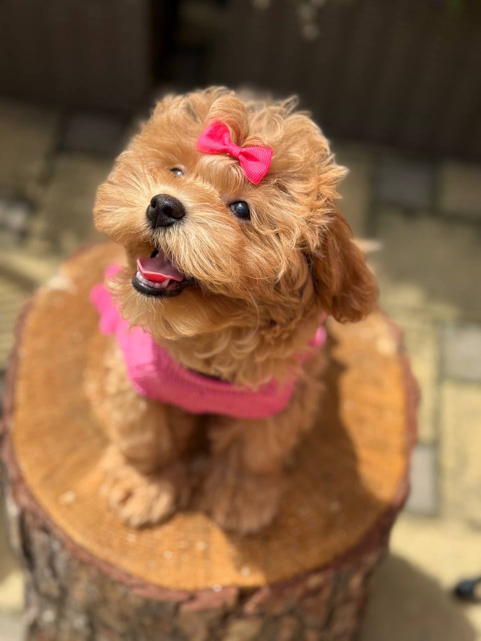 Maltipoo teefje – Beverly | Caramel | Stamboom | Verwacht ±3,2 - 3,8kg | Geboren 30-04-2026 - Afbeelding 6