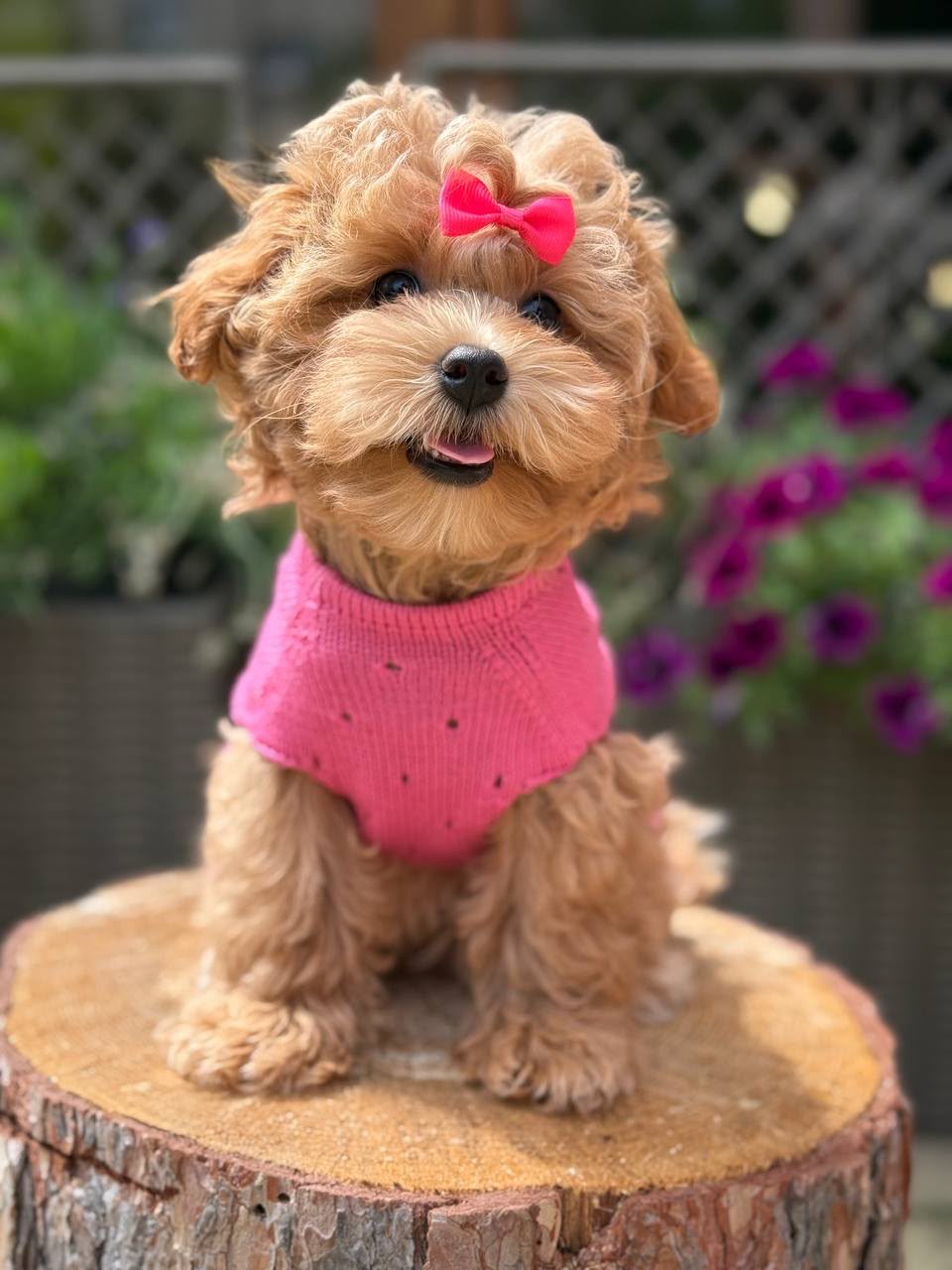 Maltipoo teefje – Beverly | Caramel | Stamboom | Verwacht ±3,2 - 3,8kg | Geboren 30-04-2026 - Afbeelding 7