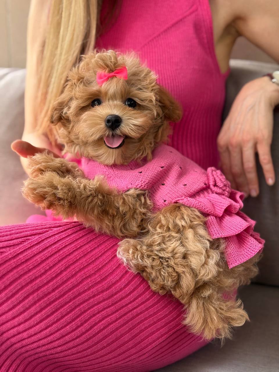 Maltipoo teefje – Beverly | Caramel | Stamboom | Verwacht ±3,2 - 3,8kg | Geboren 30-04-2026 - Afbeelding 8