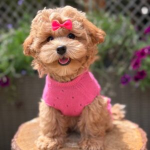 Maltipoo teefje – Beverly | Caramel | Stamboom | Verwacht ±3,2 - 3,8kg | Geboren 30-04-2026