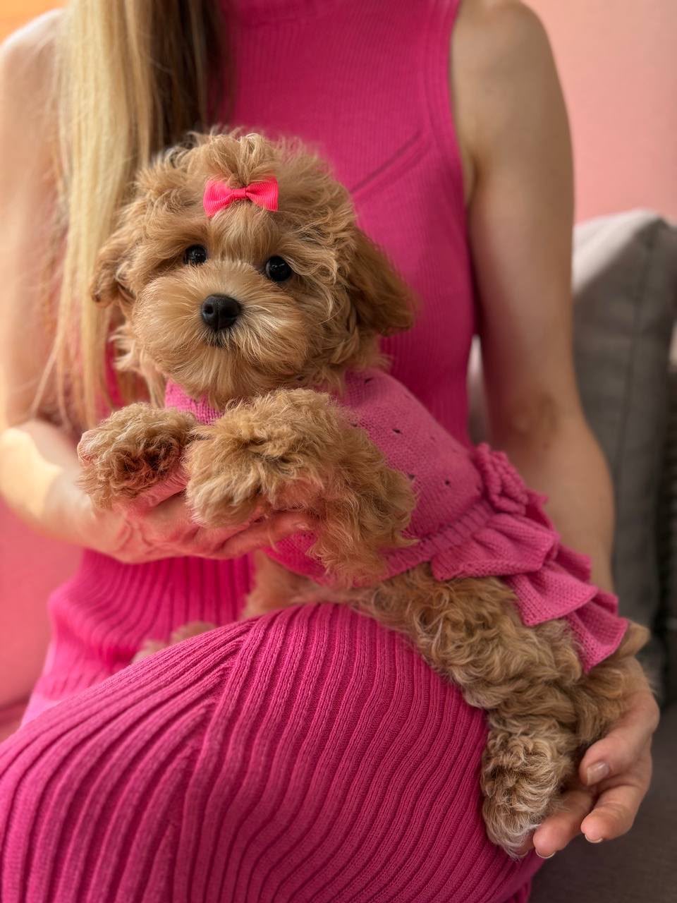 Maltipoo teefje – Beverly | Caramel | Stamboom | Verwacht ±3,2 - 3,8kg | Geboren 30-04-2026 - Afbeelding 9
