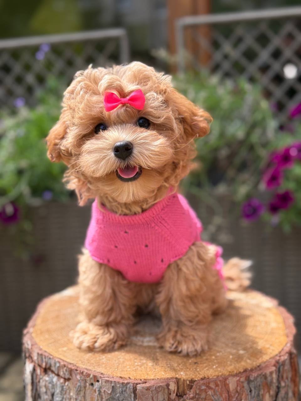 Maltipoo teefje – Beverly | Caramel | Stamboom | Verwacht ±3,2 - 3,8kg | Geboren 30-04-2026