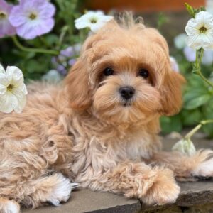 Maltipoo Pup Teefje – Baby Christy | Caramel & Wit | Stamboom | 2–2,8 kg