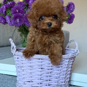 Toy Poodle Pup Teefje – Little Bambina | Red Brown | Stamboom | 2,5 kg | Geboren 20-06-2026