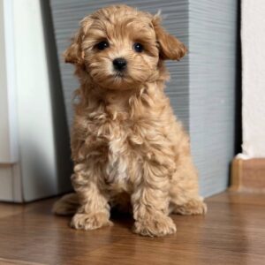 Maltipoo Pup Reutje – Handsome Vegas | Caramel | Stamboom | 3,4–3,8 kg | Geboren 06-07-2026