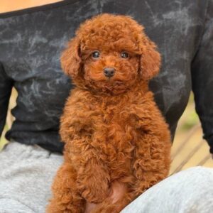 Toy Poodle Reutje – Handsome Hamlet | Red Brown | Stamboom | 3,4–3,8 kg | Geboren 10-07-2026
