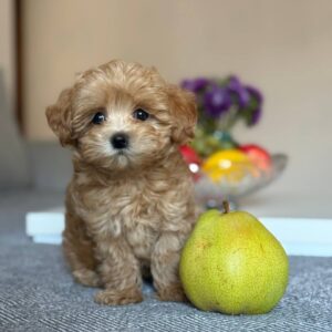 Maltipoo Pup Reutje – Handsome Bacon | Caramel | Stamboom | 2,6–3 kg | Geboren 06-07-2026