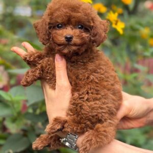Toy Poodle Pup Reutje – Little Lemon | Red Brown | Stamboom | 2,2–2,6 kg | Geboren 10-07-2026