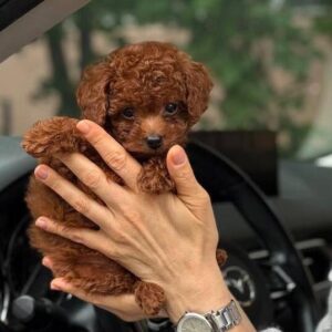 Toy Poodle Pup Reutje – Handsome Johnny B | Red Brown | Stamboom | 2,2–2,6 kg | Geboren 10-07-2026