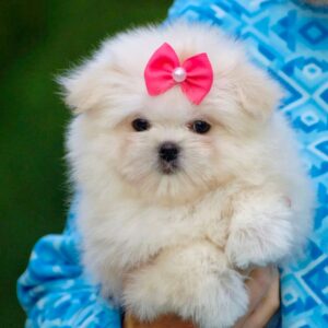 Maltipom Pup Teefje – Amber | Cream | Pomeranian × Maltezer | Stamboom