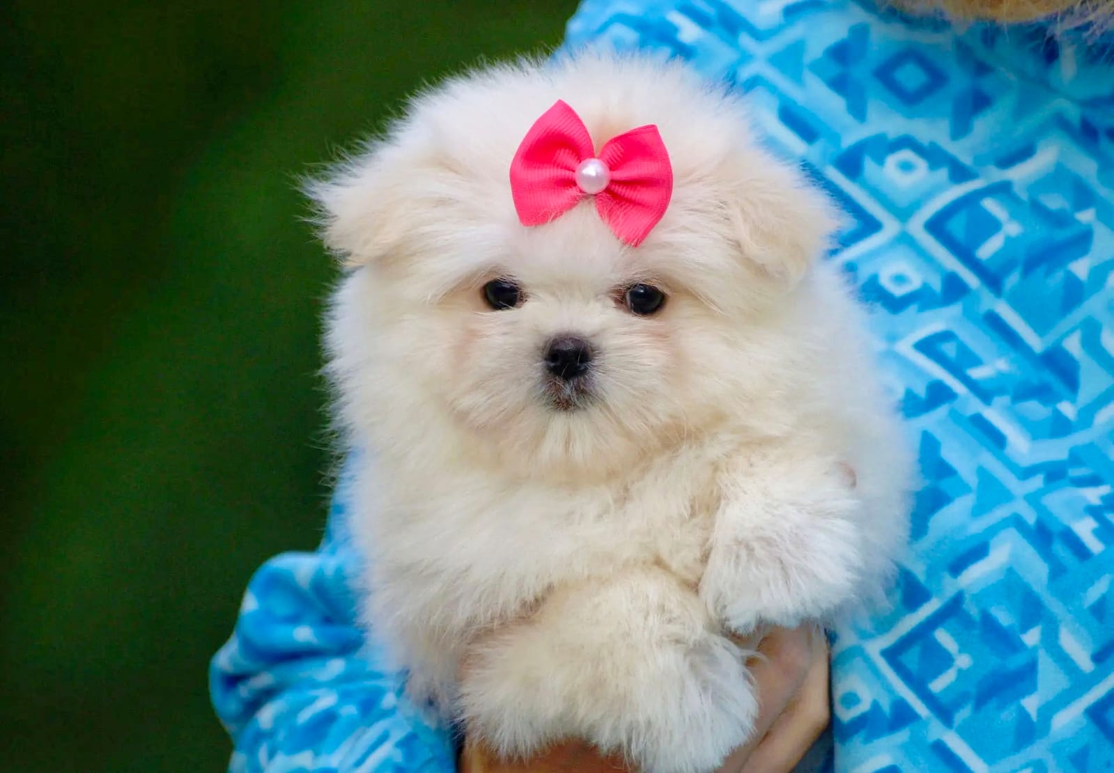 Maltipom Pup Teefje – Amber | Cream | Pomeranian × Maltezer | Stamboom