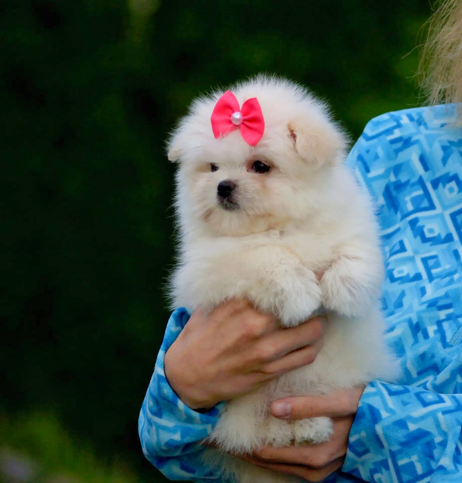 Maltipom Pup Teefje – Amber | Cream | Pomeranian × Maltezer | Stamboom - Afbeelding 4