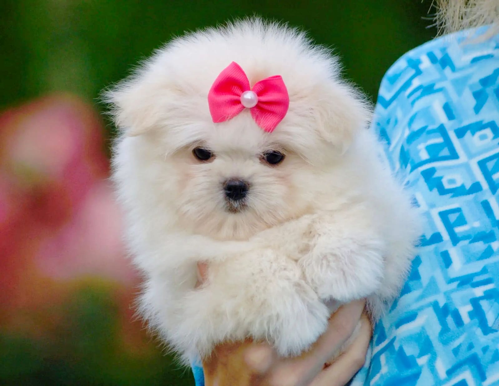 Maltipom Pup Teefje – Amber | Cream | Pomeranian × Maltezer | Stamboom - Afbeelding 5