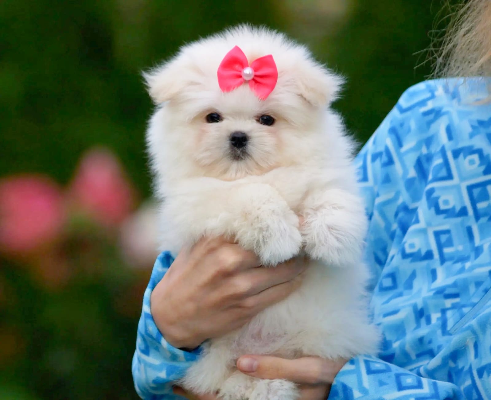 Maltipom Pup Teefje – Amber | Cream | Pomeranian × Maltezer | Stamboom - Afbeelding 3