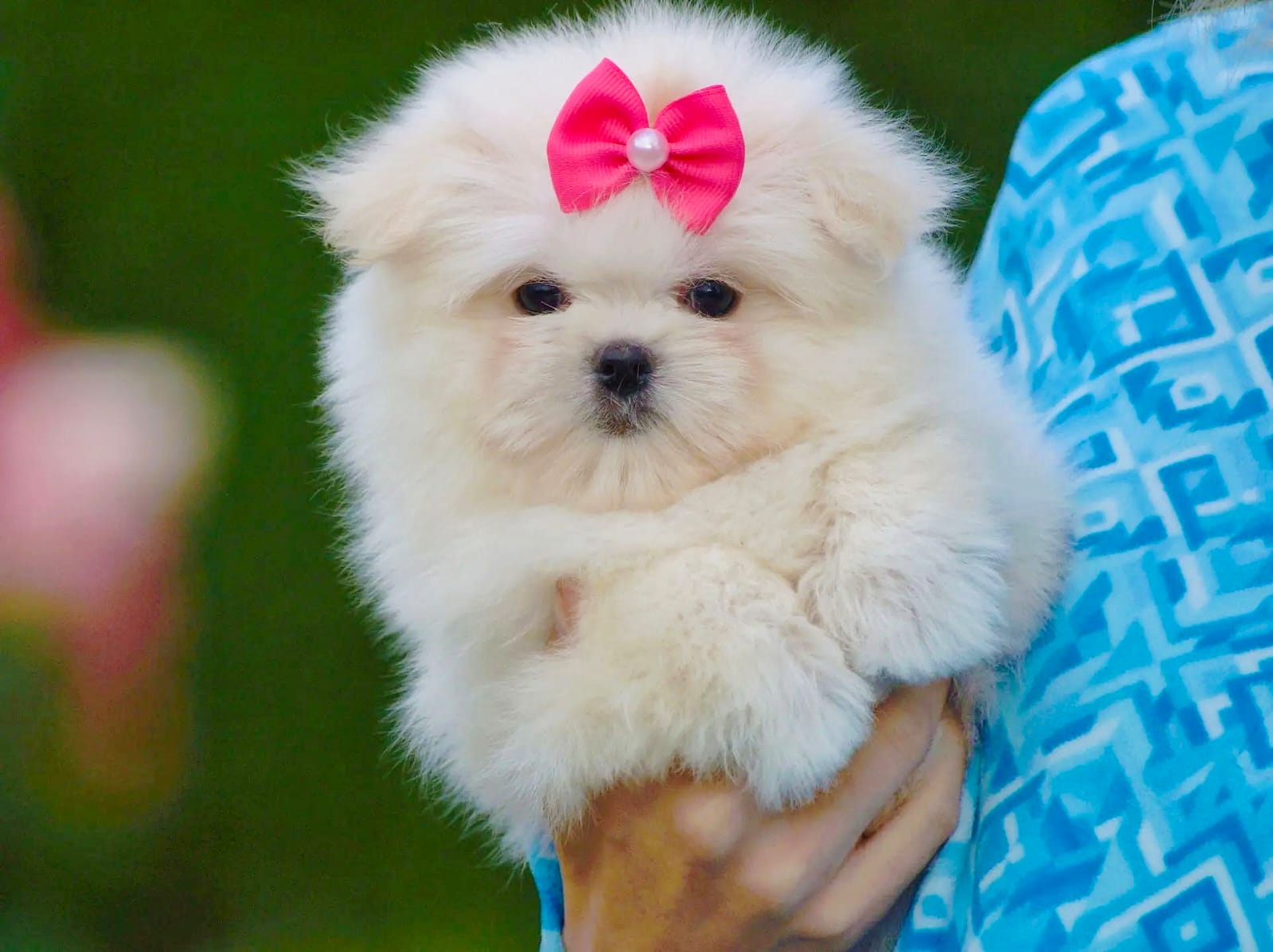 Maltipom Pup Teefje – Amber | Cream | Pomeranian × Maltezer | Stamboom - Afbeelding 6