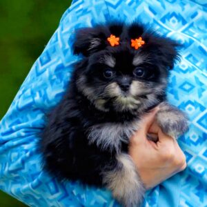 Maltipom Pup Teefje – Amalia | Black and Tan | Pomeranian × Maltezer | Stamboom