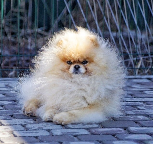 Maltipom Pup Teefje – Amber | Cream | Pomeranian × Maltezer | Stamboom - Afbeelding 7