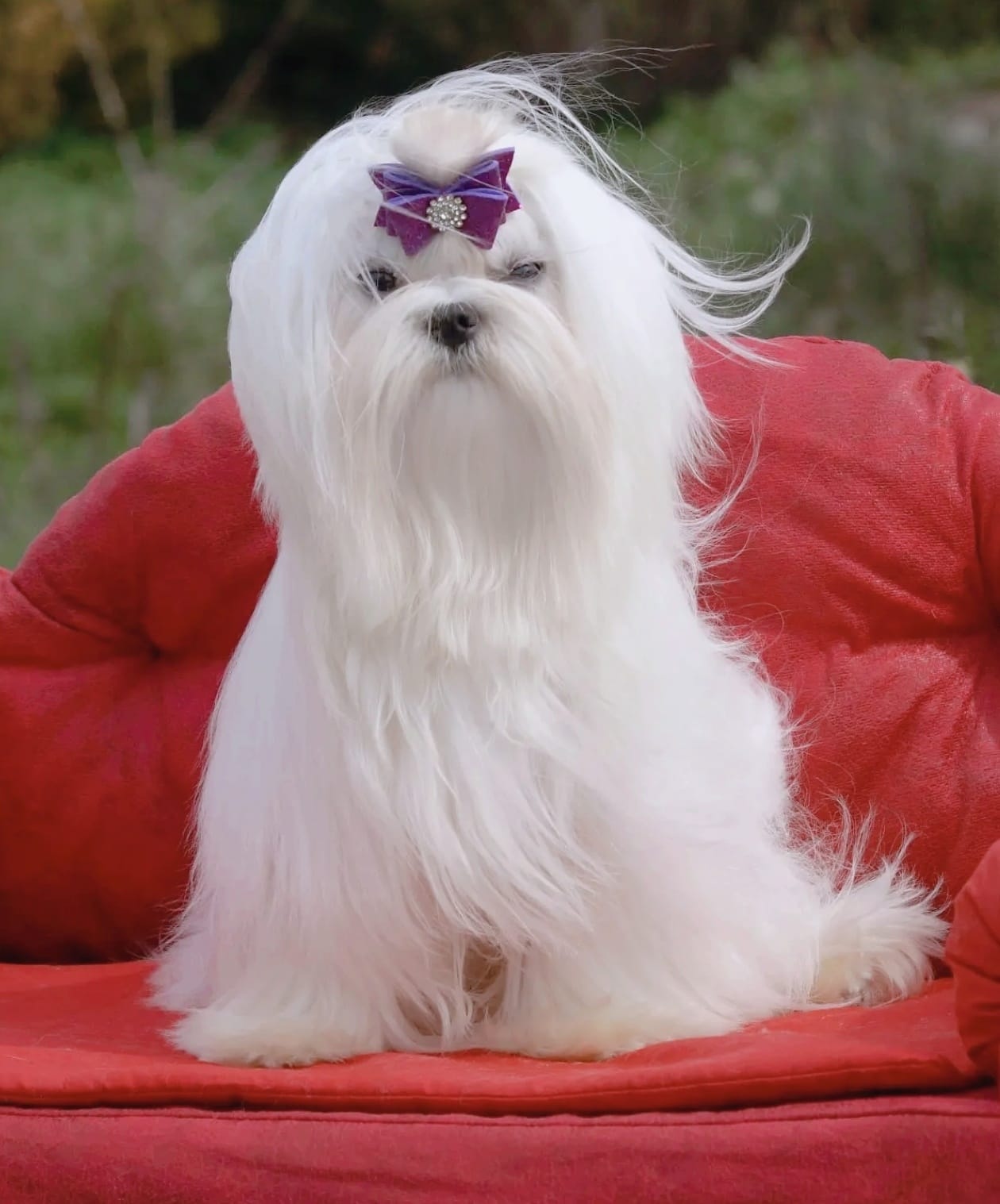 Maltipom Pup Teefje – Amber | Cream | Pomeranian × Maltezer | Stamboom - Afbeelding 8